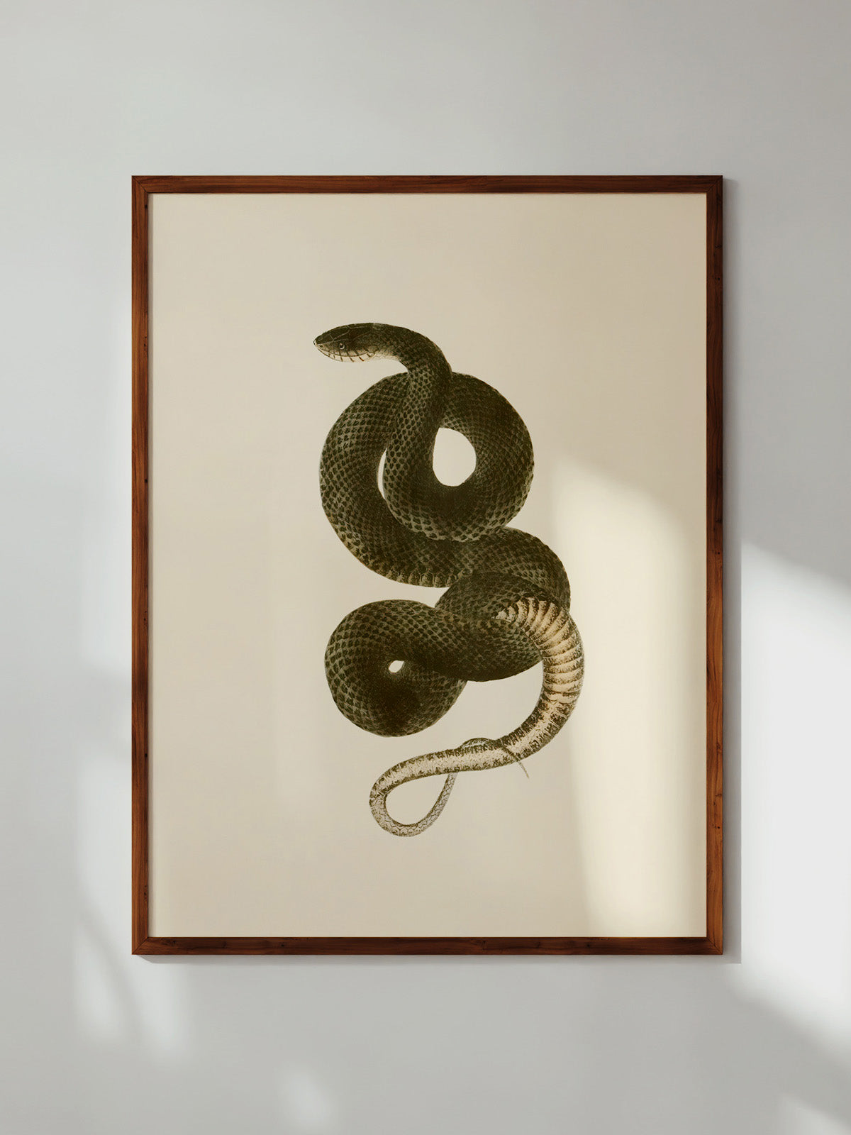 Grass Snake, 1836