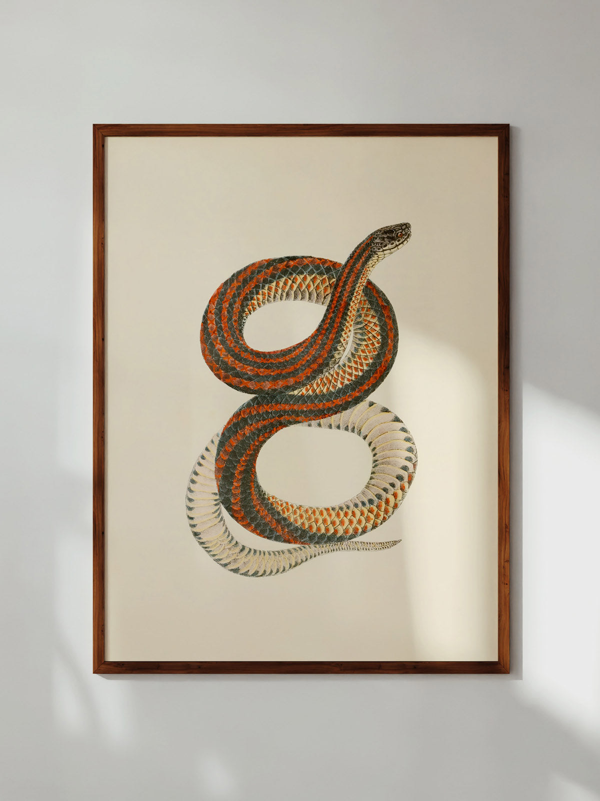 Rainbow Snake, 1836