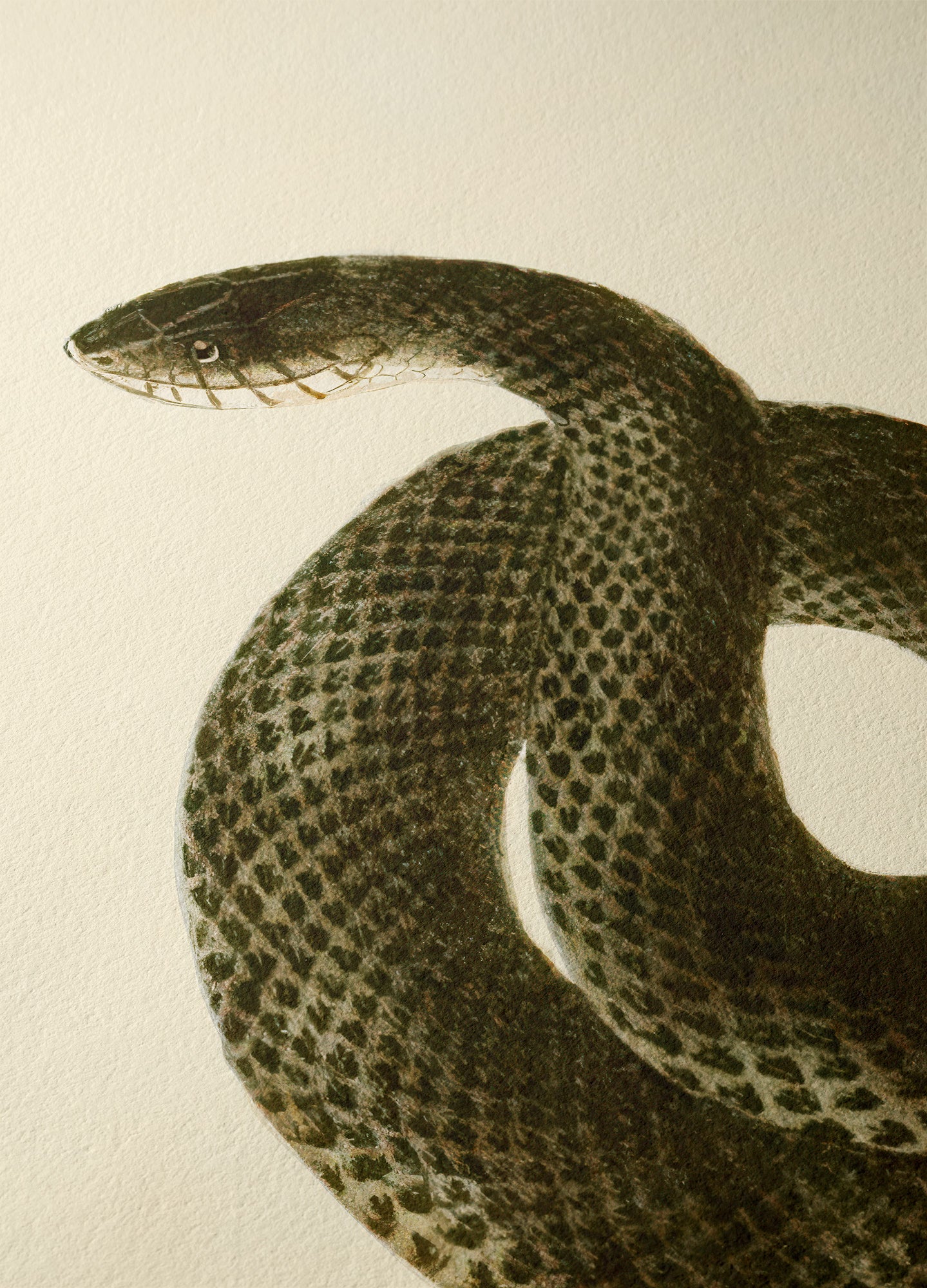 Grass Snake, 1836