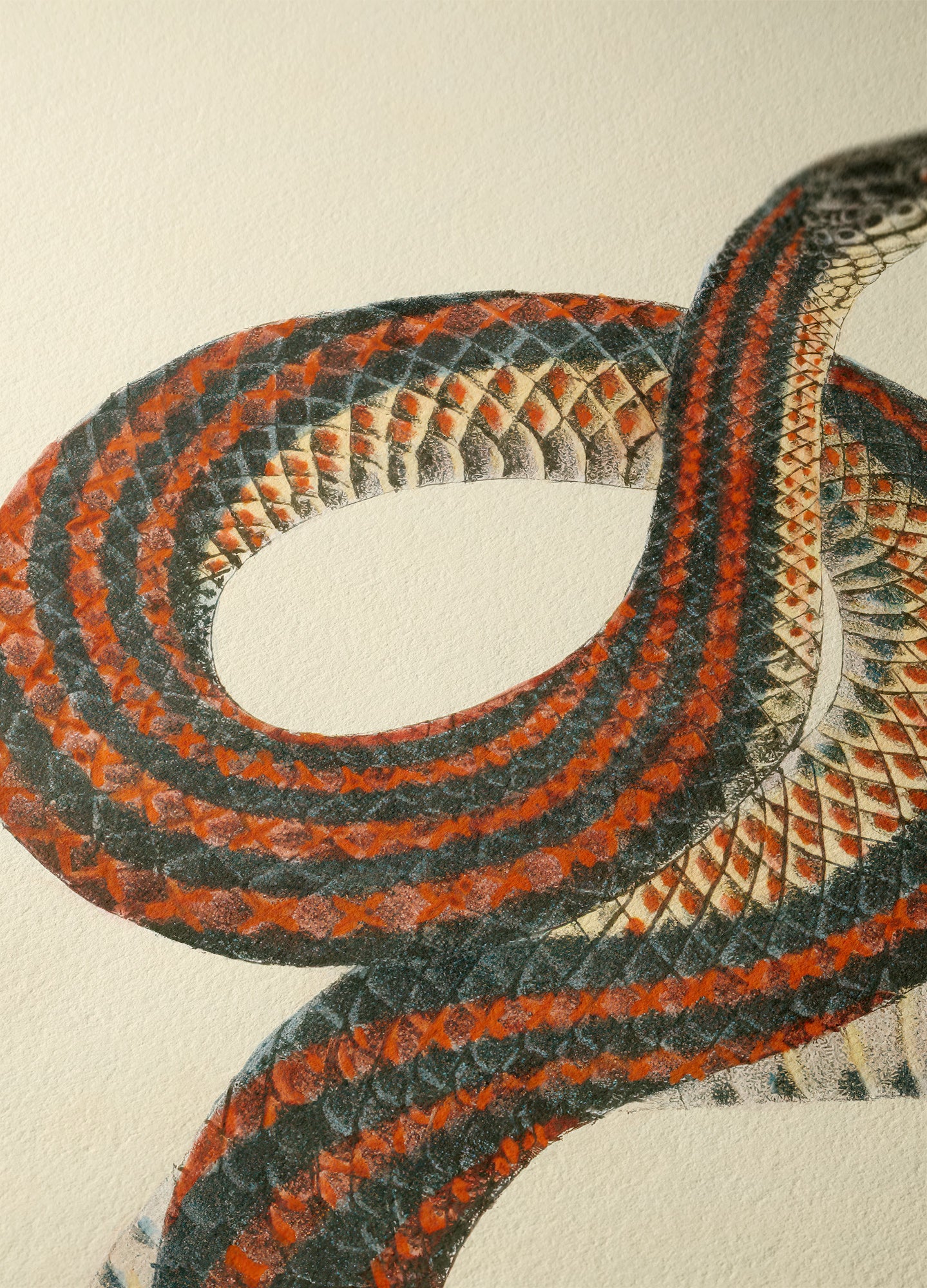 Rainbow Snake, 1836