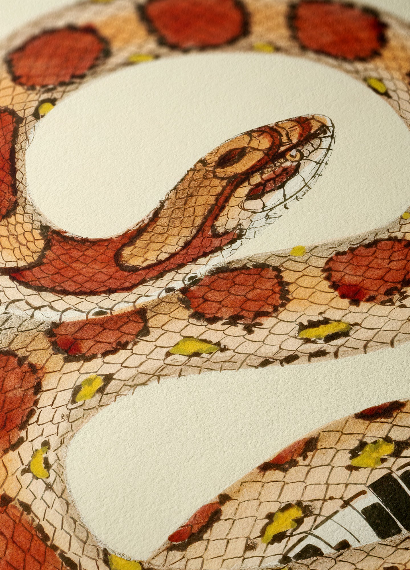 Corn Snake, 1836