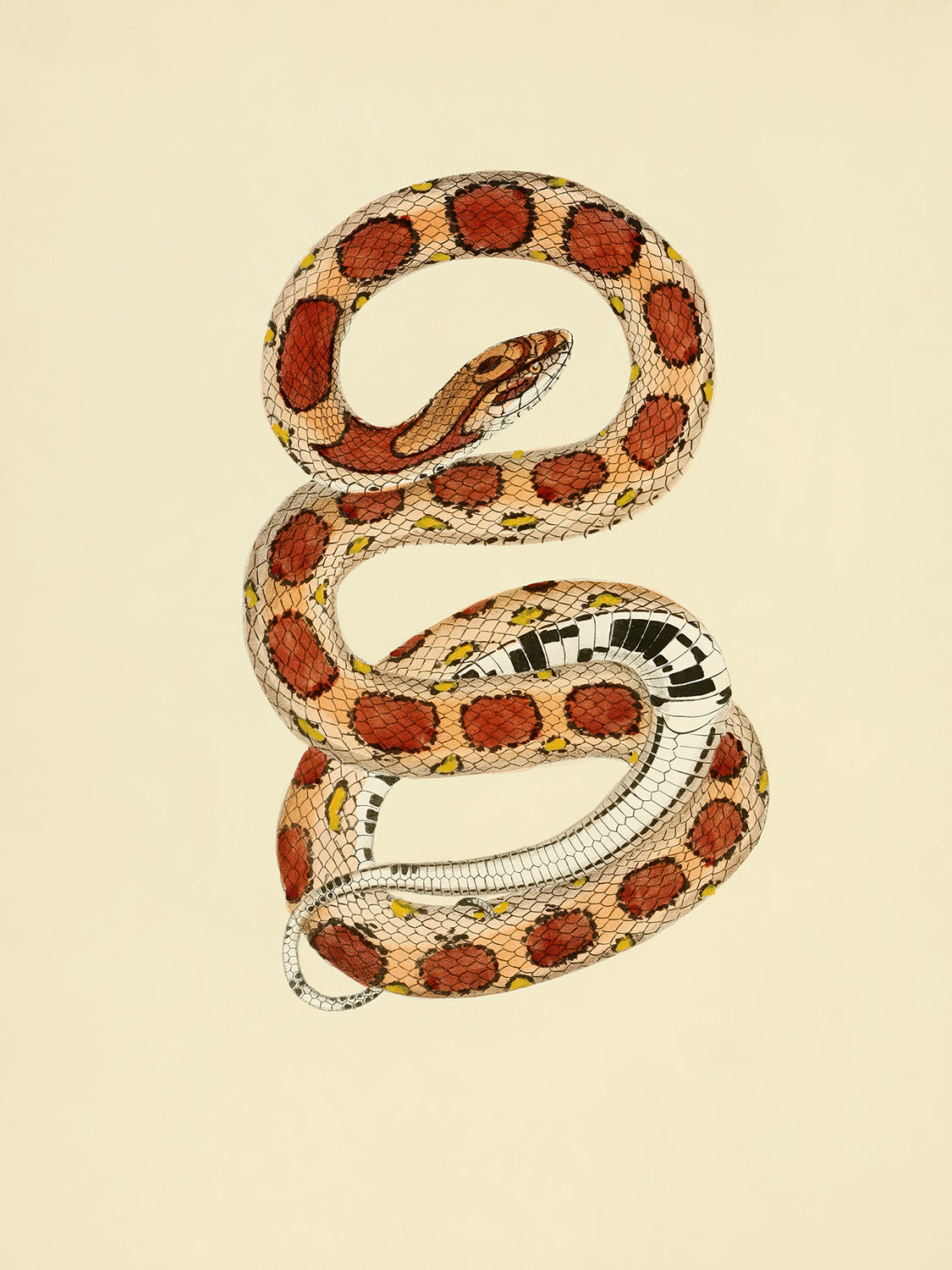 Corn Snake, 1836