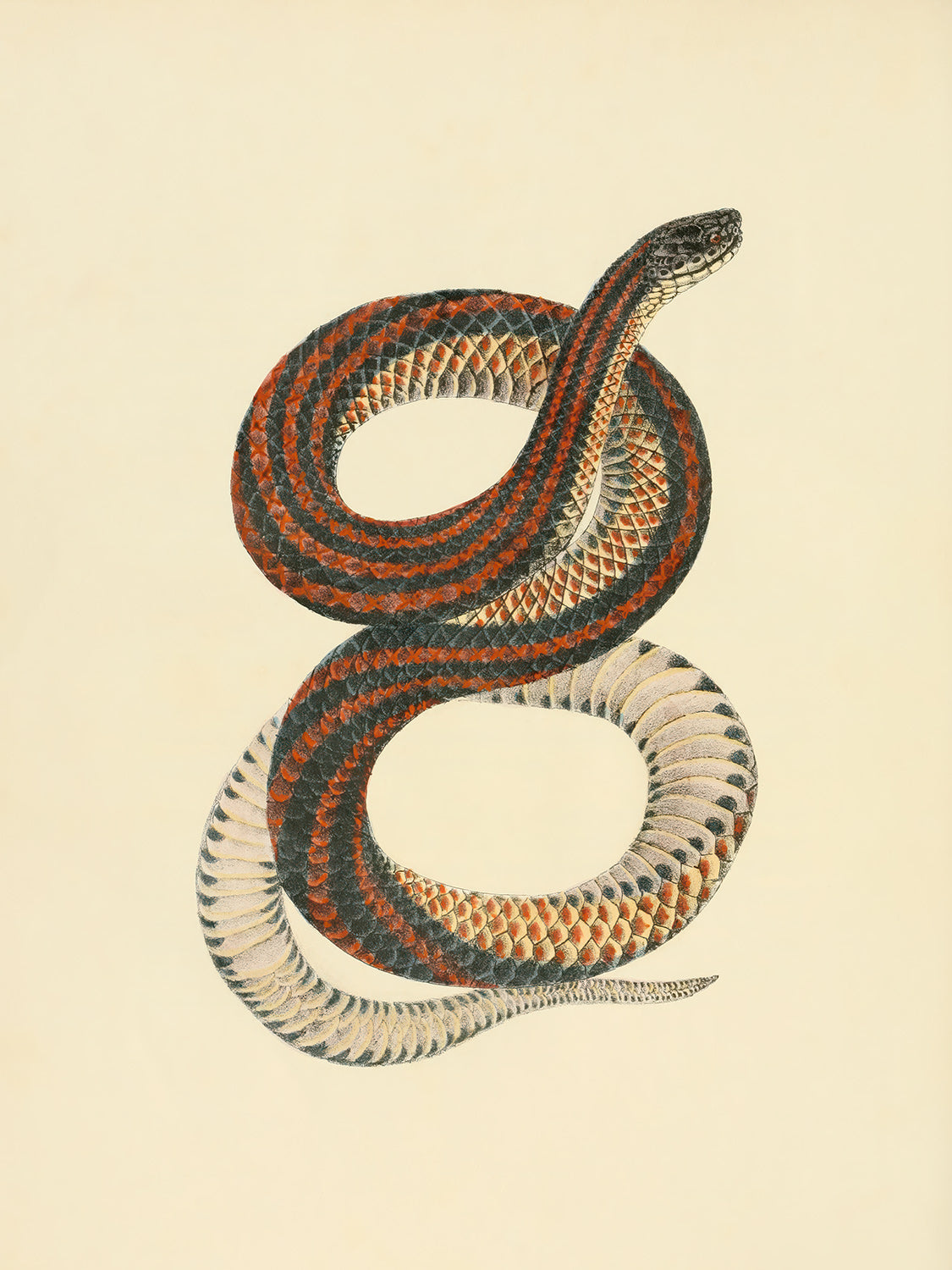Rainbow Snake, 1836