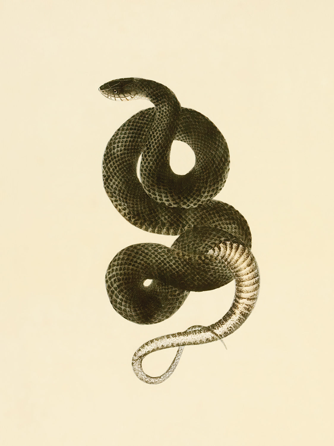 Grass Snake, 1836