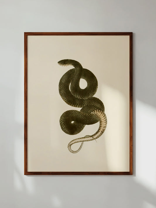 Grass Snake, 1836