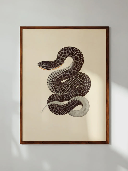 Eastern Indigo Snake, 1836