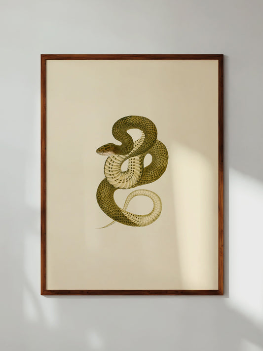 Crayfish Snake, 1836