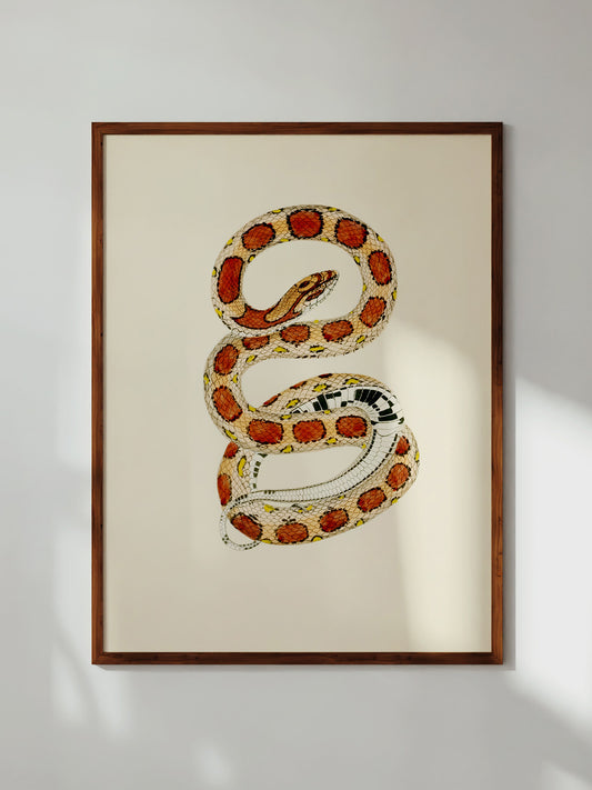 Corn Snake, 1836